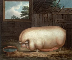 Cet animal remarquable..., gravé par John Whessel, 1808